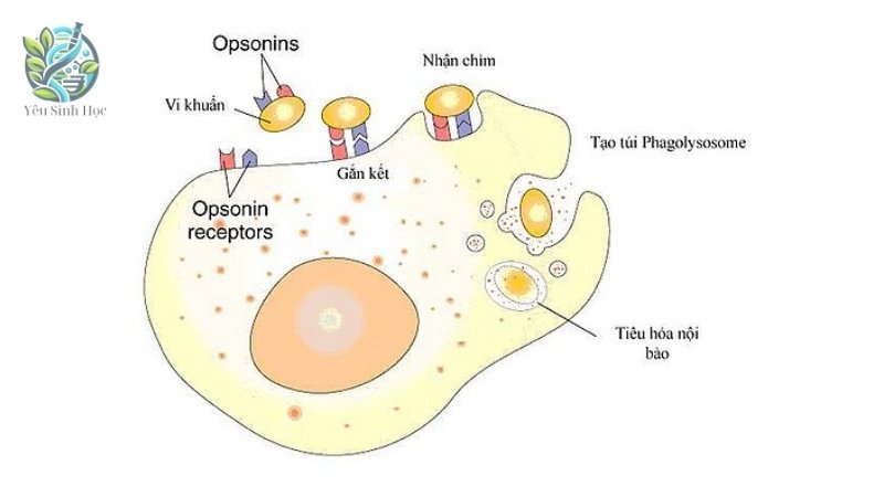 Cấu trúc của hệ thống bổ thể