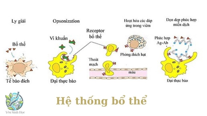 Cấu trúc của hệ thống bổ thể