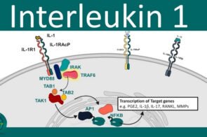 Tìm hiểu Interleukin-1 là gì? Vai trò quan trọng trong cơ thể