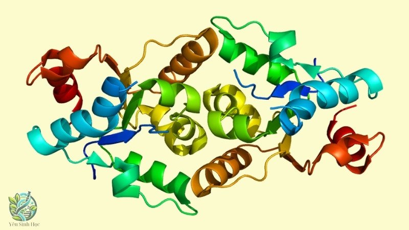 Giới thiệu về Interleukin-1 (IL-1)