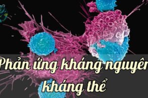 Giải mã cơ chế hoạt động của phản ứng kháng nguyên – kháng thể