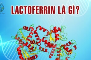 Lactoferrin là gì? Khái niệm, cấu tạo và chức năng của Lactoferrin 