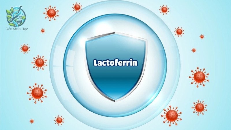 Vai trò và lợi ích của Lactoferrin