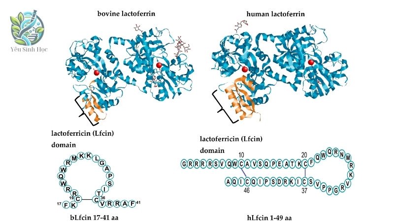 Tác dụng phụ của Lactoferrin