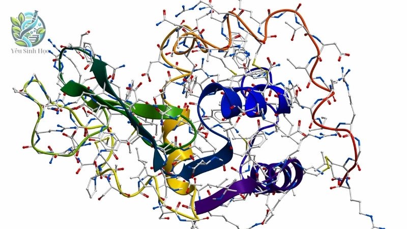 Cách thức hoạt động của lysozyme