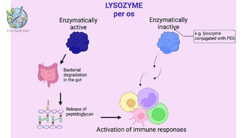 Nguồn gốc và phân bố của Lysozyme