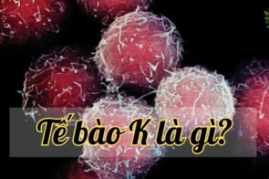 Tế bào K là gì? Khái niệm và vai trò trong y học