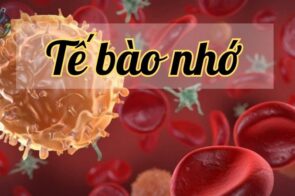 Tế bào nhớ – Chìa khóa cho một hệ miễn dịch khỏe mạnh