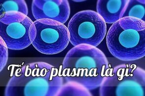 Tế bào plasma là gì? Cùng tìm hiểu về khái niệm,cấu tạo và chức năng 