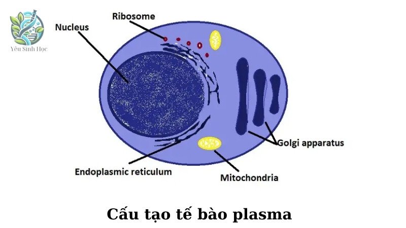 Cấu trúc và chức năng của tế bào plasma