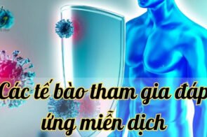 Cùng tìm hiểu về các tế bào tham gia đáp ứng miễn dịch