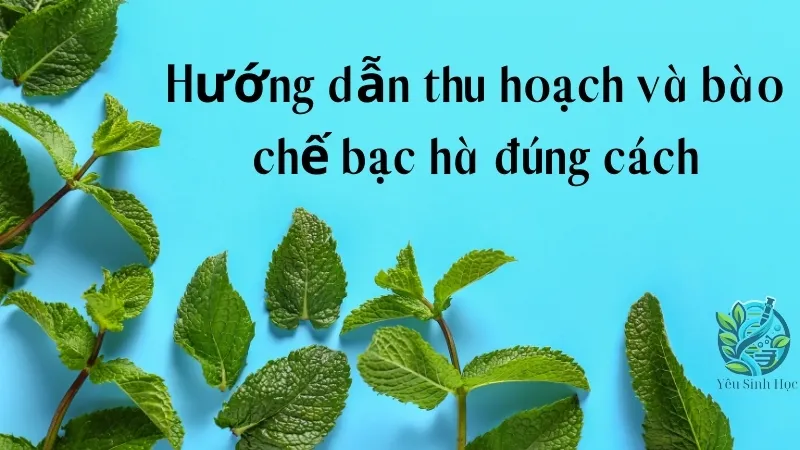 Hướng dẫn thu hoạch và bào chế bạc hà đúng cách