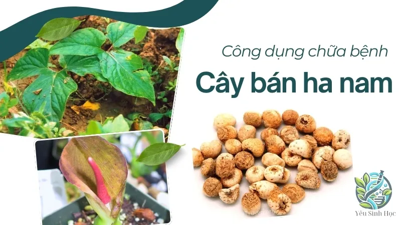 Công dụng của cây bán hạ nam