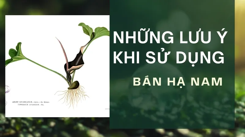 Những lưu ý khi sử dụng cây bán hạ nam chữa bệnh