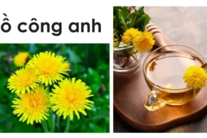 Sử dụng Bồ công anh chữa bệnh – Hướng dẫn bài chế thuốc