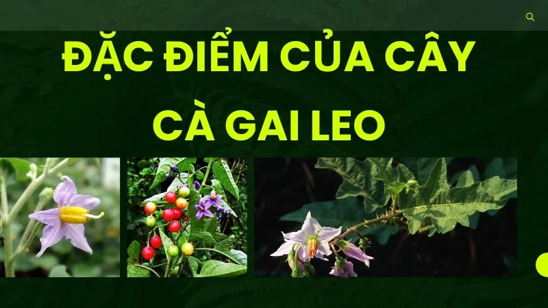 Đặc điểm của cây cà gai leo