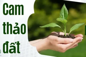 Cam thảo đất trong y học giúp điều trị các bệnh về hô hấp