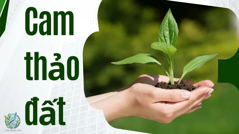 Cam thảo đất trong y học giúp điều trị các bệnh về hô hấp