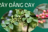 Cây đắng cay – Thảo dược quý hiếm chữa mọi bệnh tiêu hóa