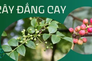 Cây đắng cay – Thảo dược quý hiếm chữa mọi bệnh tiêu hóa