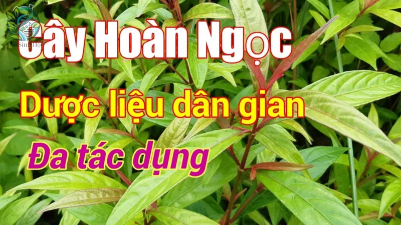 Lợi ích của cây hoàn ngọc đối với các bệnh lý cụ thể