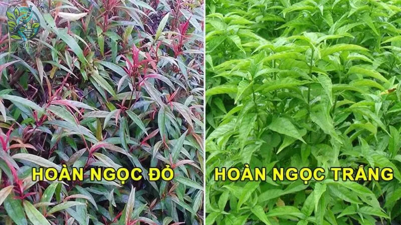 Đặc điểm hình thái của cây hoàn ngọc