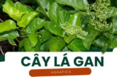 Cây lá gan – Bí quyết giúp gan khỏe mạnh và thanh lọc cơ thể