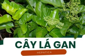 Cây lá gan – Bí quyết giúp gan khỏe mạnh và thanh lọc cơ thể