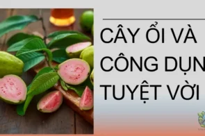 Ổi có tốt cho sức khỏe không? 10 công dụng tuyệt vời của ổi