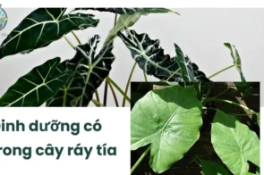 Cách sử dụng cây ráy tía để điều trị viêm khớp hiệu quả