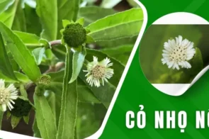 Cỏ nhọ nồi – Thảo dược cầm máu và giải độc hiệu quả