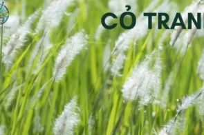 Cỏ tranh – Bài thuốc giúp thanh nhiệt và lợi tiểu hiệu quả