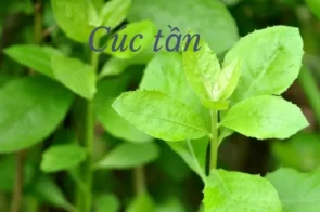 Cúc tần – Thảo dược dân dã với nhiều công dụng quý báu