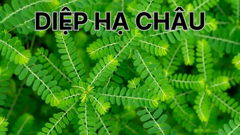 Đặc điểm sinh học của Diệp Hạ Châu