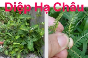 Diệp Hạ Châu – Cây thuốc quý giúp giải độc gan và hỗ trợ sức khỏe