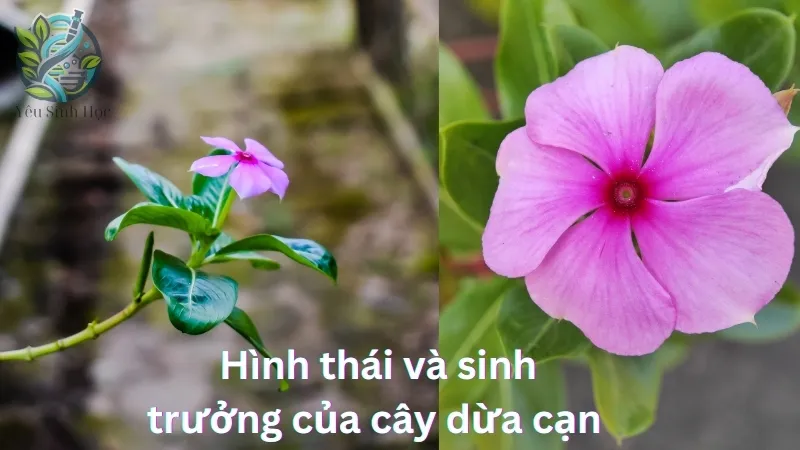 Hình thái và sinh trưởng của cây dừa cạn 