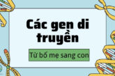 Các gen di truyền từ bố mẹ sang con – Quá trình di truyền như thế nào?