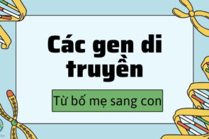 Các gen di truyền từ bố mẹ sang con – Quá trình di truyền như thế nào?