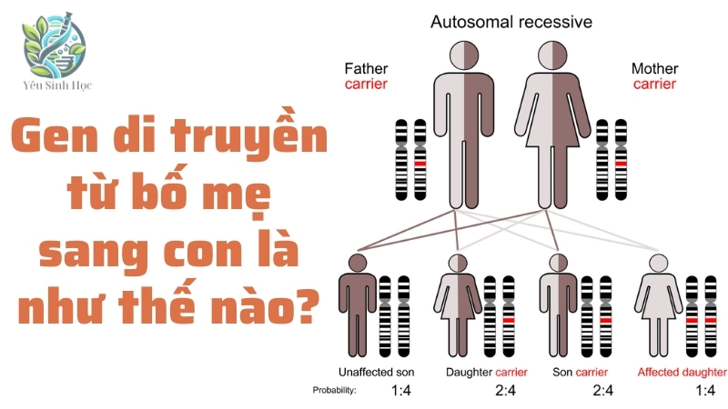 Gen di truyền từ bố mẹ sang con là như thế nào?