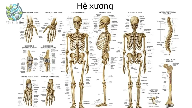 Hệ xương