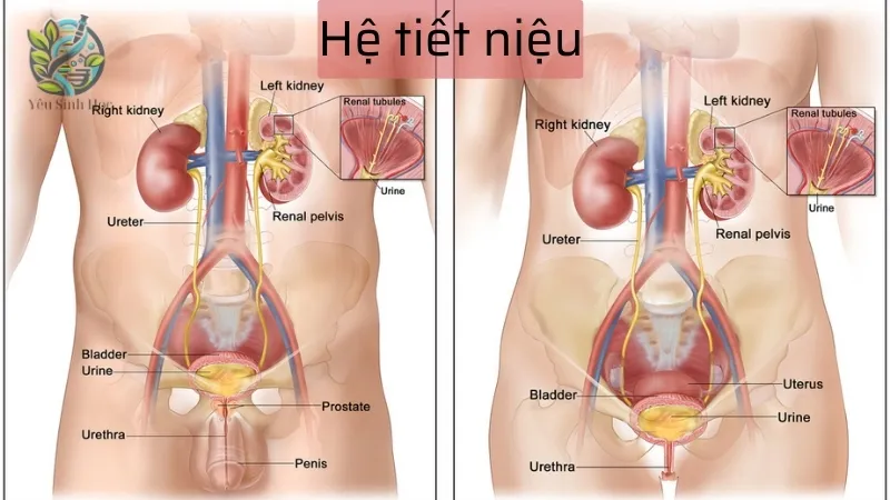 Hệ tiết niệu