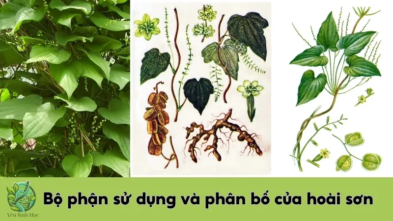 Bộ phận sử dụng và phân bố của hoài sơn