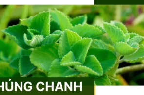 Công dụng của húng chanh trong điều trị viêm họng, ho và cảm cúm