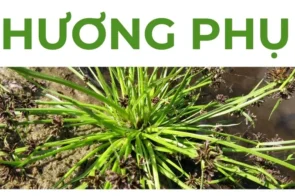 Hương phụ – Cây sinh học mang lại sự cân bằng nội tiết cho phụ nữ