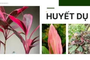 Cây huyết dụ – Thảo dược quý giúp cầm máu và chữa bệnh hiệu quả