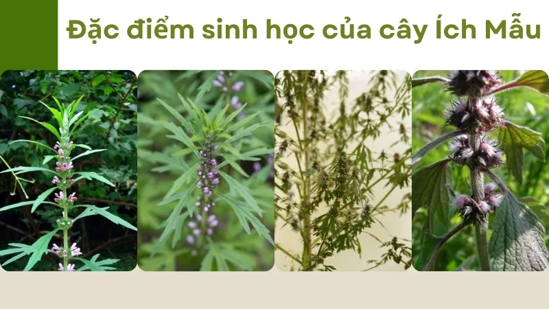 Đặc điểm sinh học của cây Ích Mẫu 