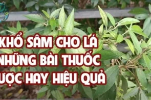 Cách sử dụng khổ sâm cho lá hiệu quả trong điều trị bệnh