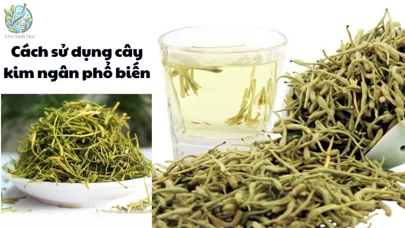 Cách sử dụng cây kim ngân phổ biến