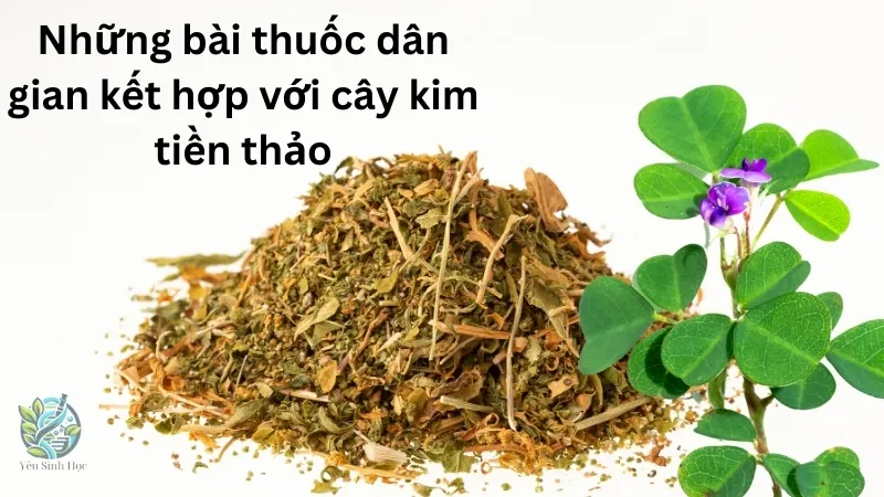 Những bài thuốc dân gian kết hợp với cây kim tiền thảo