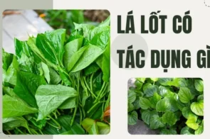 Lá Lốt có tác dụng gì? Hướng dẫn sử dụng đúng cách cho mọi nhà